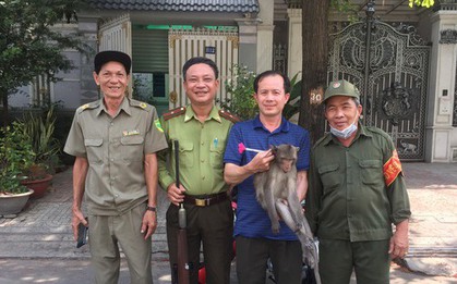 TP.HCM: Kiểm lâm mật phục bắt khỉ đuôi dài quậy phá khu dân cư