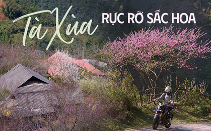 Tà Xùa đẹp ngỡ ngàng mùa hoa đào rực sắc giữa biển mây
