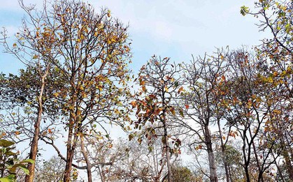 Rừng khộp Tây Nguyên mùa thay lá đẹp tựa trời Âu