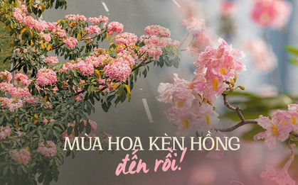 Chưa đến tháng 3, hoa kèn hồng đã nở rực rỡ ở TP.HCM: Thơ đến mức ai cũng xúng xính váy áo đến “sống ảo”