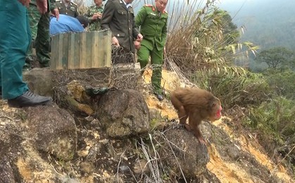 Giải cứu 2 cá thể khỉ mặt đỏ nguy cấp quý hiếm về tự nhiên