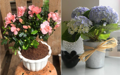 Đẹp nhưng độc: 6 loài hoa được trưng nhiều trong nhà hóa ra lại ẩn chứa nguy hiểm không ai ngờ