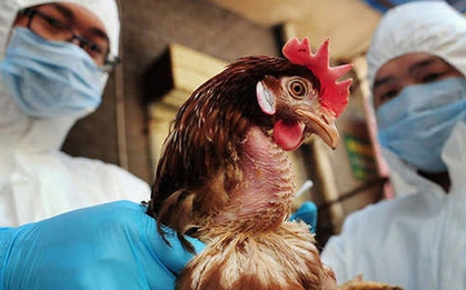 Virus H5N1 độc lực cao, có khả năng lây từ gia cầm sang người: Dấu hiệu nhận biết nhiễm bệnh