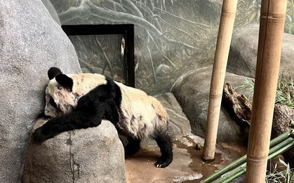 Cư dân mạng Trung Quốc xót xa, đòi đưa gấu trúc Ya Ya từ Mỹ về nước