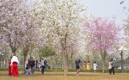Hà Nội: Không thua kém đường Hoàng Diệu, con đường hoa ban tím ở Mê Linh cũng gây sốt rần rần