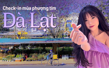 Hết hoa anh đào, Đà Lạt chuẩn bị bước vào mùa hoa phượng tím cũng đẹp đến nao lòng