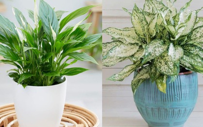 5 cây cảnh hợp người mệnh Kim giúp gia chủ "tiền đầy túi", lộc lá kéo đến ầm ầm