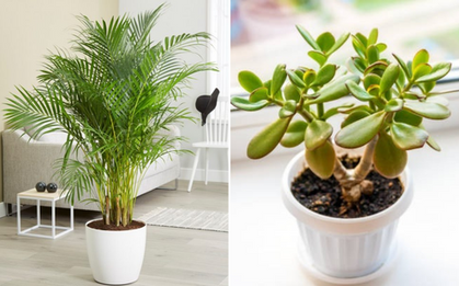 5 loại cây được ví như máy làm mát không khí, giảm nhiệt cực hiệu quả vào những ngày nắng nóng