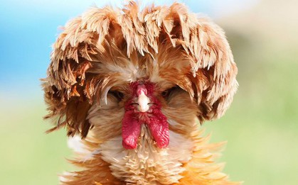 Điều gì sẽ xảy ra với con người nếu không có những con gà trên thế giới?
