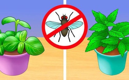 6 cách diệt côn trùng không cần sử dụng hóa chất