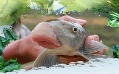 Chuyện ít biết về loài cá cả chục triệu đồng/kg