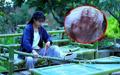 Bàn tay đầy sẹo sần sùi của "tiên nữ đồng quê" Lý Tử Thất: Hiện thực không như mơ