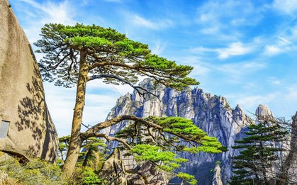 "Cây tiền" quý hiếm mọc cheo leo bên vách đá: Vệ sĩ canh giữ 24/24, dùng kính lúp soi lá "kiểm tra sức khỏe"