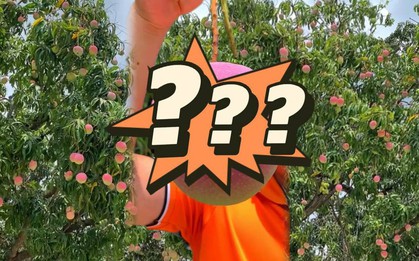 Ngỡ ngàng với cây xoài lúc lắc trĩu quả, màu sắc độc lạ được dân tình nhận định "đẹp nhất Việt Nam"