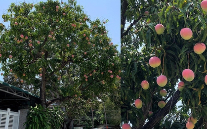 Truy tìm cây xoài được ca ngợi đẹp nhất Việt Nam, quả hồng đỏ như "đào tiên", ai đi qua cũng dặn lòng không nỡ hái