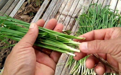 Loại rau giúp ngăn ngừa ung thư và loãng xương quen thuộc trong bài thuốc chữa ho dân gian của người Việt