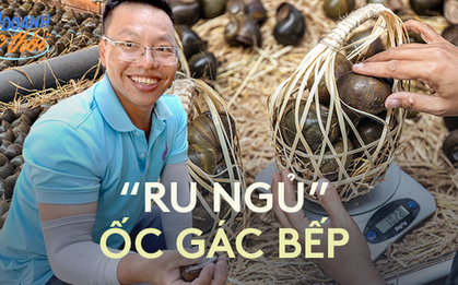 Doanh thu hàng trăm triệu/tháng nhờ tìm ra cách "ru ngủ” các chú ốc lác gác bếp nổi tiếng miền Tây