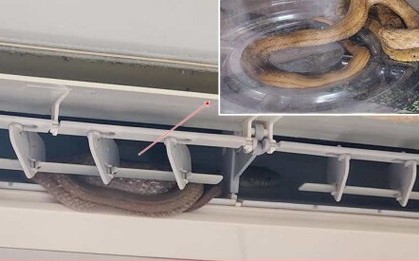 Vệ sinh điều hòa đón mùa nóng, cô gái hết hồn vì miếng giẻ hóa rắn hoang