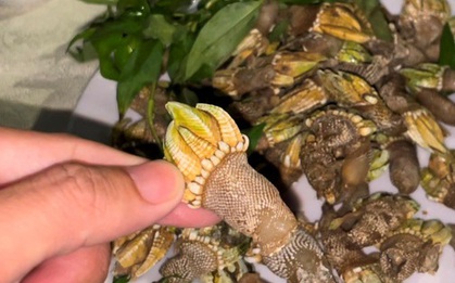 Độc đáo ốc móng rồng, nhiều người lùng ăn ở Khánh Hòa