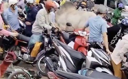 CLIP: Kinh hoàng con bò đốn hạ nhiều người và xe máy ở Đồng Nai