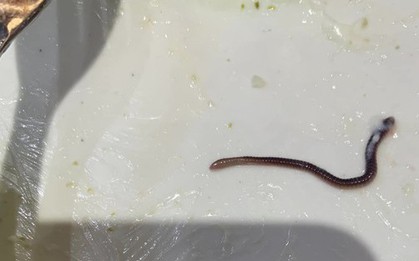 Đình chỉ hoạt động cơ sở kinh doanh có “sinh vật lạ” bò trên đĩa salad