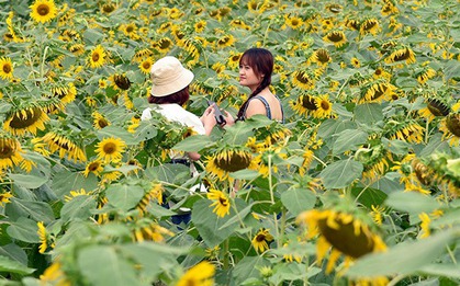 Cánh đồng hướng dương hút hồn người yêu hoa