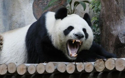 Gấu trúc khổng lồ có vẻ ngoài rất dễ thương, tại sao người xưa không thuần hóa làm thú cưng?