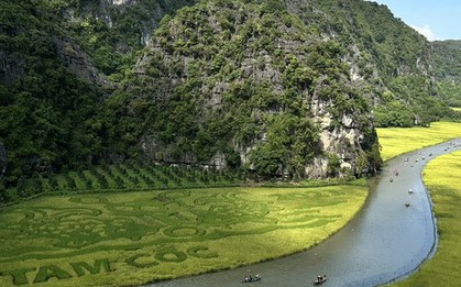 Sắc vàng Tam Cốc - Tràng An: Những khoảnh khắc đẹp như tranh vẽ