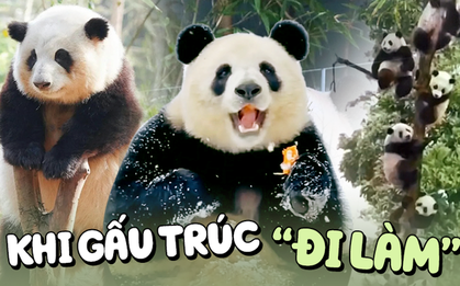 Những chú gấu trúc đang cực hot vì những cá tính riêng biệt làm liên tưởng đến các nhóm cá tính đại diện trong môi trường tập thể hay công sở