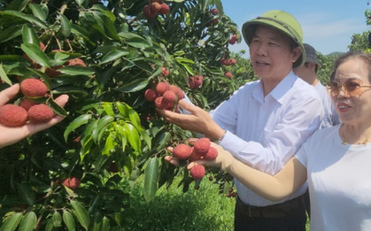Lô vải không hạt đầu tiên "cưỡi" máy bay sang Nhật Bản, Anh