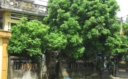Tại sao không nên trồng cây to trước nhà?