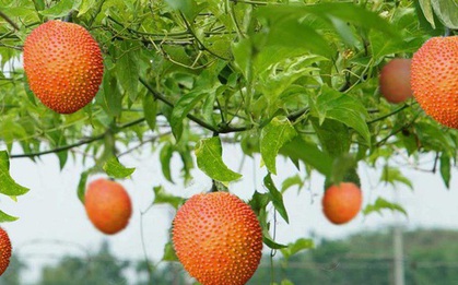 Loại quả mọc dại nhiều tại Việt Nam được thế giới công nhận rất tốt cho sức khoẻ