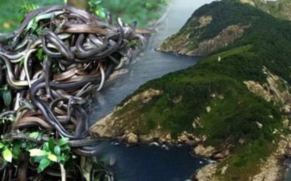 Hòn đảo có hàng trăm nghìn con rắn độc, nơi loài người không dám đặt chân