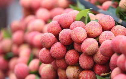 Vải thiều Việt Nam có giá hơn 400.000 đồng/kg tại Anh