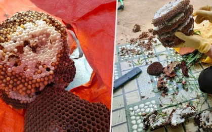 Kiếm bạc triệu mỗi ngày dễ như trở bàn tay nhờ mùa săn ong rừng lấy nhộng