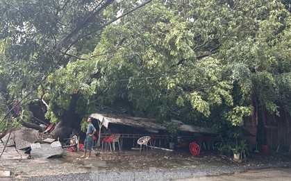 Dông lốc "quật ngã" loạt cây xanh, hất văng xe máy, đè bẹp quán cà phê