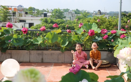 Người phụ nữ Hà Nội biến sân thượng thành vườn sen đẹp như mơ