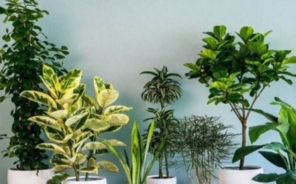 Top 10 cây phong thủy hợp với gia chủ mệnh Mộc