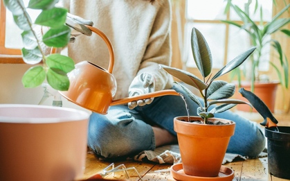 Cảnh báo những loại nước không nên tưới cho cây cảnh vào mùa đông