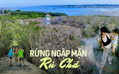 "Đổi màu" giữa mùa hè, khu rừng ngập mặn duy nhất ở Huế trở thành điểm đến của các gia đình