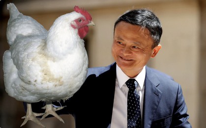 Cô gái quê gửi tặng Jack Ma một con gà mái để đổi lại một suất học bổng đại học: Kỳ tích xuất hiện!