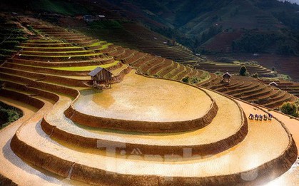 Ngắm nhìn ruộng bậc thang Mù Cang Chải mùa nước đổ