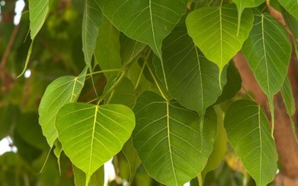 Có nên trồng cây bồ đề trước nhà?