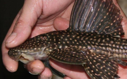 Cá dọn bể (cá lau kiếng) có ăn được không?