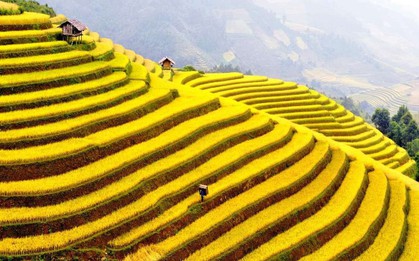 Phát hiện địa điểm ngắm mùa lúa chín đẹp ở Tây Bắc ít ai biết, du khách nhận xét không thua kém gì nước ngoài