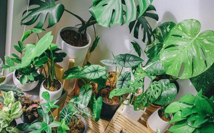 Một loại cây từng được ví là “hàng hiệu Hermes” của rừng xanh, hàng vạn người săn đón, đấu giá hơn 260 triệu đồng/cây vẫn cháy hàng
