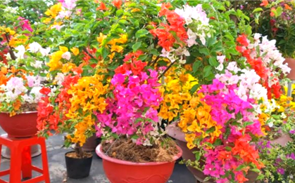 Làm sao để hoa giấy nở nhiều?