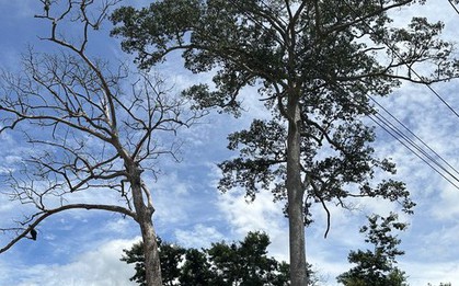Cây di sản hàng trăm tuổi ở Khánh Hòa bất ngờ bị chết
