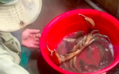 Mức giá không ngờ của con cua biển "khổng lồ" 1,7kg ở Sóc Trăng