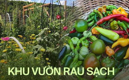 Bà mẹ 2 con từ chối công việc thành phố, cùng gia đình về quê trồng cả vườn rau đẹp như tranh vẽ